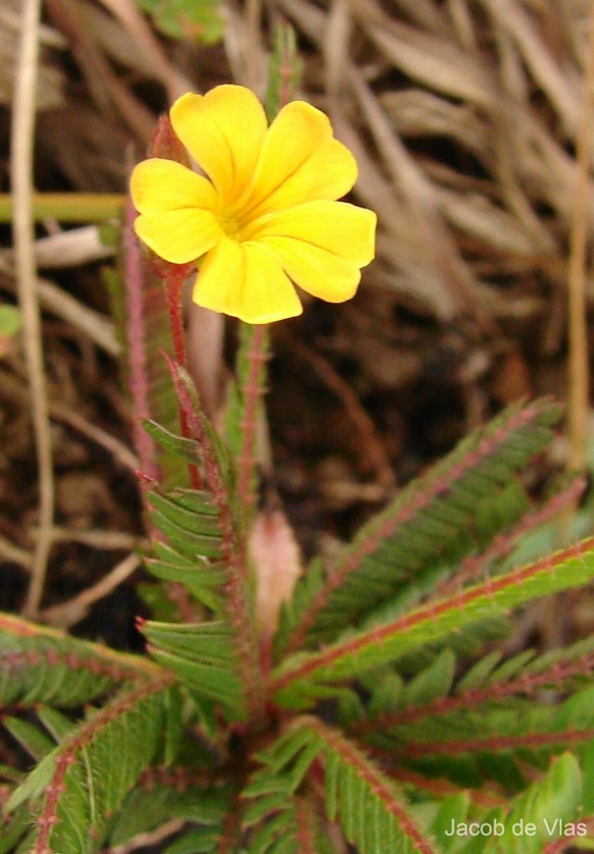 Biophytum nudum (Arn.) Wight